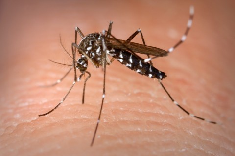 Saúde informa o Boletim da Dengue de Bebedouro