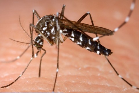 Bebedouro tem mais uma morte por dengue confirmada